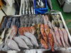 「📣本日のお魚情報🐟」
