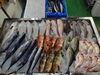 「📣本日のお魚情報🐟」