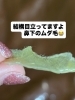 バリッとはがして肌ピッカピカ☆「目立ってますよ！鼻下のムダ毛にマツヤニパック☆」