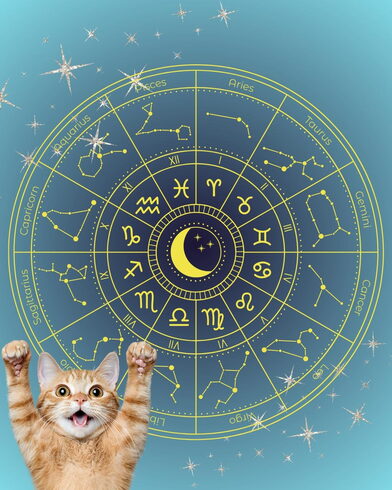 星見にゃんこ「🌟 杉並区版☆12星座占い 🌟」
