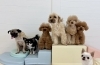 ムッ太♡いずる♡にこ♡ジョア♡きぃ♡くま♡とろろ「ましゅまろ幼稚園🐾」