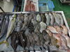 「📣本日のお魚情報🐟」
