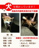 「迷い犬を保護しています【西条市丹原町来見付近】保護した日（2025年9月6日）」