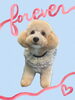 「Dog salon mofu mofu　余市町」