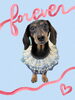 「Dog salon mofu mofu　余市町」
