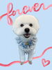 「Dog salon mofu mofu　余市町」