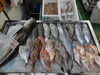 「📣本日のお魚情報🐟」