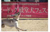 チラシ「フリスビードック　殿堂犬フェスタin新潟魚沼」