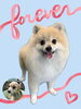 「Dog salon mofu mofu　余市町」