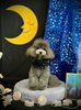 ペルルちゃん「お月さまとわんこ🌛」
