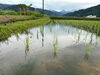 「田植えから2週間経ちました」