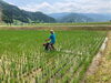 「田植えから1ヶ月」