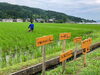 「稲、すくすく成長中」