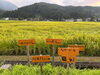 「実るほど頭を垂れる稲穂かな🌾」