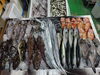 「📣本日のお魚情報🐟」