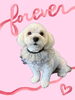 「Dog salon mofu mofu　余市町」