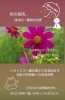 素敵なご縁になりますように…🌹⟡.*「🍁🍂秋雨・秋の長雨による自律神経の乱れ改善🍁🍂硬い方へもおすすめ🍁🍂ご不安不要、先ずはご体験から是非どうぞ🌹⟡.*楽しんで行きましょう🌹⟡.*【福島市のヨガスタジオ/都度払い/プライベートレッスンあり】」
