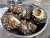 特大サザエ！「名物！活サザエの壺焼きとシメのサザエごはんのご紹介」