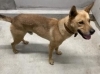 「保護犬情報について」