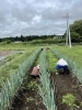 除草作業「ネギ畑の除草作業」