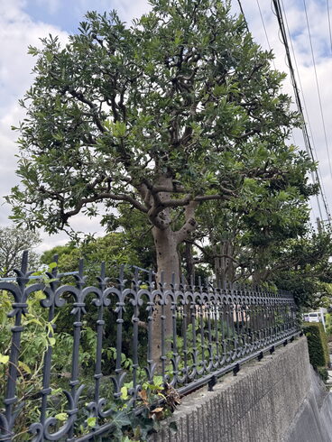ヤマモモ 剪定後「横浜市の庭木剪定事例|ヤマモモの透かし剪定で風通しと美観を両立。庭木のお手入れは庭一にお任せ」