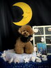 くまくん「お月さまとわんこ🌛」