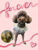 「Dog salon mofu mofu　余市町」