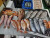 「📣本日のお魚情報🐟」