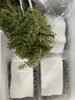本日直送　沖縄県産生海ぶどう✨「沖縄県産生海ぶどうが大量入荷！3連休は「冷やし海ぶどうそば」でプチプチ食感を堪能」