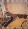寝てばっかりでも眠いんですよ🐱「夏の疲れがドッと来た(;ﾟдﾟ)！溜まった疲れをお休み中にリセットしましょう☆」