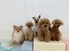 ニカ♡まる♡クー♡くま♡さらん「ましゅまろ幼稚園🐾」