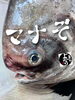「マナガツオ入荷致しました！」