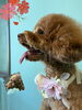 「Dog salon mofu mofu　余市町」