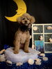 あずきくん「お月さまとわんこ🌛＆サロン予約状況」