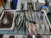 「📣本日のお魚情報🐟」