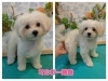 「仲良しマルプー姉妹が飼い主さまを待っています！ ６月１５日生まれ🐶✨」