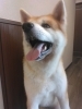 大型犬OK「【大型犬OK】1階洋室ご宿泊なら大型犬もOKです☆」