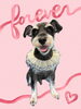 「Dog salon mofu mofu　余市町」