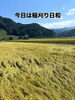 「稲刈り日和🌞」