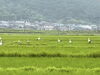 「コウノトリがやってきました！」