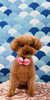 プードルのりんちゃん🎀「トリミング🐶」