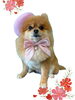「Dog salon mofu mofu　余市町」