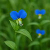 ツユクサ「🌼 今日の花：ツユクサ（露草）」