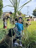「稲刈り🌾」
