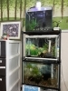 「「メダカセラピー」 院内のメダカと熱帯魚水槽です。」