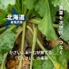 農業を次世代へつなぐ｜かさいふぁーむが育てる「てんさい」の未来