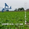 地域を元気にする赤かぶ農業｜伝統野菜を未来につなぐ挑戦【岩見沢　かさいふぁーむ】