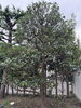 モッコク剪定後「 「庭木の王様・モッコクのお手入れ方法|横浜市磯子区の庭一」」