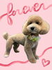 「Dog salon mofu mofu　余市町」