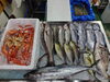 「📣本日入荷のお魚情報🐟」
